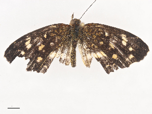  ( - CBG-A44312-F02)  @11 [ ] CreativeCommons - Attribution Share - Alike (2024) CBG Photography Group Centre for Biodiversity Genomics