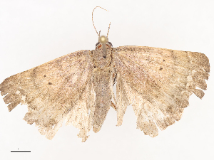  ( - CBG-A44312-F09)  @11 [ ] CreativeCommons - Attribution Share - Alike (2024) CBG Photography Group Centre for Biodiversity Genomics