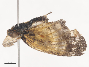  ( - CBG-A44312-F10)  @11 [ ] CreativeCommons - Attribution Share - Alike (2024) CBG Photography Group Centre for Biodiversity Genomics