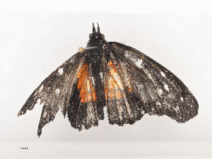  ( - CBG-A44377-C03)  @11 [ ] CreativeCommons - Attribution Share - Alike (2024) CBG Photography Group Centre for Biodiversity Genomics