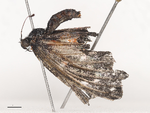  ( - CBG-A44377-D05)  @11 [ ] CreativeCommons - Attribution Share - Alike (2024) CBG Photography Group Centre for Biodiversity Genomics