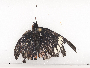  ( - CBG-A44377-G10)  @11 [ ] CreativeCommons - Attribution Share - Alike (2024) CBG Photography Group Centre for Biodiversity Genomics