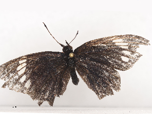  ( - CBG-A44377-G11)  @11 [ ] CreativeCommons - Attribution Share - Alike (2024) CBG Photography Group Centre for Biodiversity Genomics