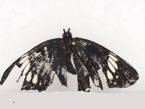  ( - CBG-A44377-G12)  @11 [ ] CreativeCommons - Attribution Share - Alike (2024) CBG Photography Group Centre for Biodiversity Genomics