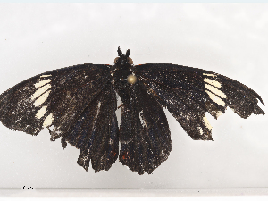  ( - CBG-A44377-H02)  @11 [ ] CreativeCommons - Attribution Share - Alike (2024) CBG Photography Group Centre for Biodiversity Genomics