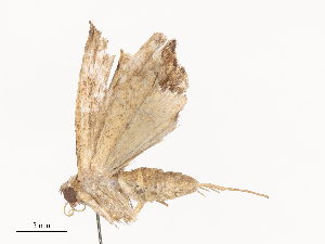  ( - CBG-A41782-D05)  @11 [ ] CreativeCommons - Attribution Share - Alike (2024) CBG Photography Group Centre for Biodiversity Genomics