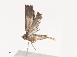  ( - CBG-A41783-A05)  @11 [ ] CreativeCommons - Attribution Share - Alike (2024) CBG Photography Group Centre for Biodiversity Genomics