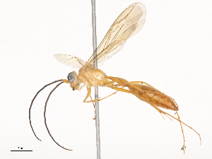  ( - CBG-A40216-F02)  @11 [ ] CreativeCommons - Attribution Share - Alike (2024) CBG Photography Group Centre for Biodiversity Genomics