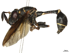  ( - CBG-A40216-F09)  @11 [ ] CreativeCommons - Attribution Share-Alike (2024) CBG Photography Group Centre for Biodiversity Genomics