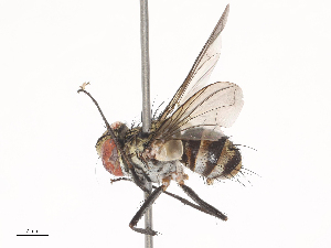  ( - CBG-A40216-F11)  @11 [ ] CreativeCommons - Attribution Share - Alike (2024) CBG Photography Group Centre for Biodiversity Genomics