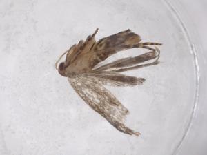  ( - CBG-A41391-A06)  @11 [ ] CreativeCommons - Attribution Share - Alike (2024) Centre for Biodiversity Genomics Centre for Biodiversity Genomics