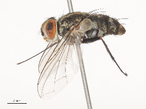  ( - CBG-A44307-C02)  @11 [ ] CreativeCommons - Attribution Share - Alike (2024) CBG Photography Group Centre for Biodiversity Genomics