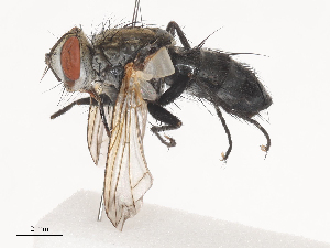  ( - CBG-A44307-F05)  @11 [ ] CreativeCommons - Attribution Share - Alike (2024) CBG Photography Group Centre for Biodiversity Genomics