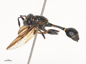  ( - CBG-A44307-G02)  @11 [ ] CreativeCommons - Attribution Share - Alike (2024) CBG Photography Group Centre for Biodiversity Genomics