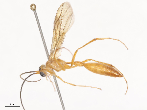  ( - CBG-A44307-G09)  @11 [ ] CreativeCommons - Attribution Share - Alike (2024) CBG Photography Group Centre for Biodiversity Genomics