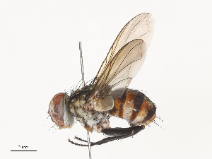  ( - CBG-A44308-A08)  @11 [ ] CreativeCommons - Attribution Share - Alike (2024) CBG Photography Group Centre for Biodiversity Genomics
