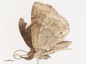  ( - CBG-A44308-A11)  @11 [ ] CreativeCommons - Attribution Share - Alike (2024) CBG Photography Group Centre for Biodiversity Genomics