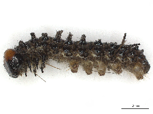  ( - CBG-A44308-H07)  @11 [ ] CreativeCommons - Attribution Share-Alike (2024) CBG Photography Group Centre for Biodiversity Genomics