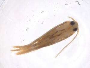  ( - CBG-A41583-H05)  @11 [ ] CreativeCommons - Attribution Share - Alike (2024) Centre for Biodiversity Genomics Centre for Biodiversity Genomics