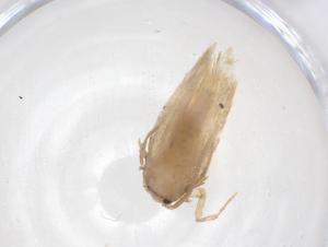  ( - CBG-A41584-D04)  @11 [ ] CreativeCommons - Attribution Share - Alike (2024) Centre for Biodiversity Genomics Centre for Biodiversity Genomics