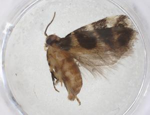  ( - CBG-A43265-A01)  @11 [ ] CreativeCommons - Attribution Share - Alike (2024) Centre for Biodiversity Genomics Centre for Biodiversity Genomics