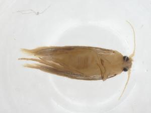  ( - CBG-A43268-B01)  @11 [ ] CreativeCommons - Attribution Share - Alike (2024) Centre for Biodiversity Genomics Centre for Biodiversity Genomics