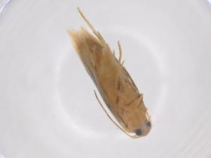  ( - CBG-A43269-D09)  @11 [ ] CreativeCommons - Attribution Share - Alike (2024) Centre for Biodiversity Genomics Centre for Biodiversity Genomics