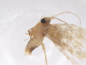  ( - CBG-A43271-G12)  @11 [ ] CreativeCommons - Attribution Share - Alike (2024) Centre for Biodiversity Genomics Centre for Biodiversity Genomics