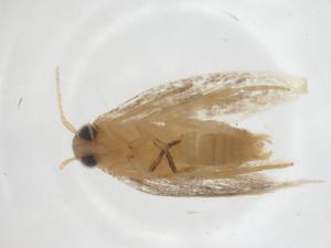  ( - CBG-A43273-A08)  @11 [ ] CreativeCommons - Attribution Share - Alike (2024) Centre for Biodiversity Genomics Centre for Biodiversity Genomics