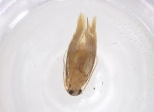  ( - CBG-A43274-A02)  @11 [ ] CreativeCommons - Attribution Share - Alike (2024) Centre for Biodiversity Genomics Centre for Biodiversity Genomics