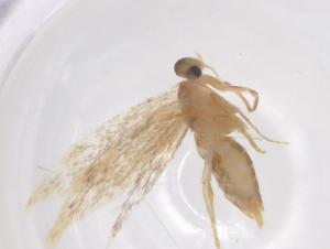  ( - CBG-A43274-A10)  @11 [ ] CreativeCommons - Attribution Share - Alike (2024) Centre for Biodiversity Genomics Centre for Biodiversity Genomics