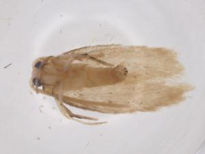  ( - CBG-A43274-E08)  @11 [ ] CreativeCommons - Attribution Share - Alike (2024) Centre for Biodiversity Genomics Centre for Biodiversity Genomics