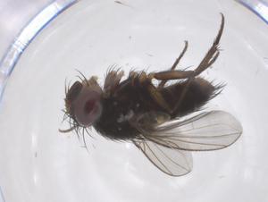 (Siphona Janzen5106 - CBG-A43314-D02)  @11 [ ] CreativeCommons - Attribution Share - Alike (2024) Centre for Biodiversity Genomics Centre for Biodiversity Genomics