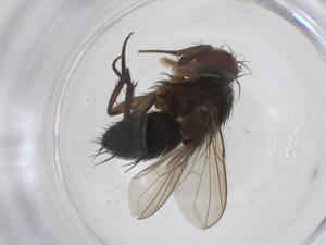  ( - CBG-A43339-H02)  @11 [ ] CreativeCommons - Attribution Share - Alike (2024) Centre for Biodiversity Genomics Centre for Biodiversity Genomics