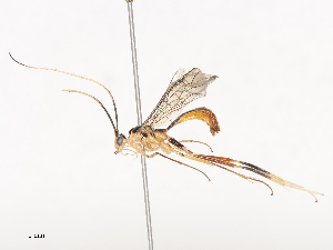  ( - CBG-A44387-D10)  @11 [ ] CreativeCommons - Attribution Share - Alike (2024) CBG Photography Group Centre for Biodiversity Genomics
