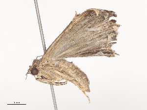  ( - CBG-A44387-G11)  @11 [ ] CreativeCommons - Attribution Share - Alike (2024) CBG Photography Group Centre for Biodiversity Genomics