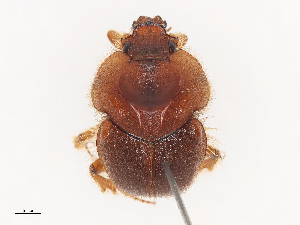  ( - CBG-A44387-H02)  @11 [ ] CreativeCommons - Attribution Share - Alike (2024) CBG Photography Group Centre for Biodiversity Genomics