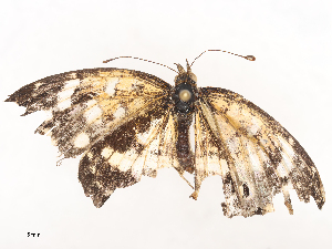  ( - CBG-A44388-F05)  @11 [ ] CreativeCommons - Attribution Share - Alike (2024) CBG Photography Group Centre for Biodiversity Genomics