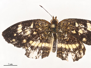  ( - CBG-A44388-F06)  @11 [ ] CreativeCommons - Attribution Share - Alike (2024) CBG Photography Group Centre for Biodiversity Genomics