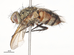  ( - CBG-A44388-G03)  @11 [ ] CreativeCommons - Attribution Share - Alike (2024) CBG Photography Group Centre for Biodiversity Genomics