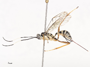  ( - CBG-A44390-B12)  @11 [ ] CreativeCommons - Attribution Share - Alike (2024) CBG Photography Group Centre for Biodiversity Genomics