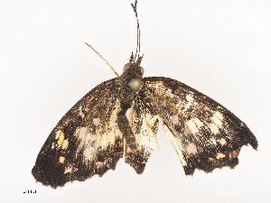  ( - CBG-A44390-D12)  @11 [ ] CreativeCommons - Attribution Share - Alike (2024) CBG Photography Group Centre for Biodiversity Genomics