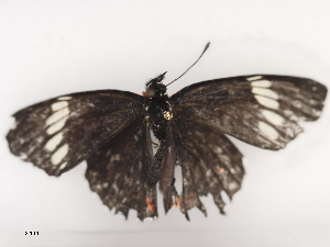  ( - CBG-A44391-A01)  @11 [ ] CreativeCommons - Attribution Share - Alike (2024) CBG Photography Group Centre for Biodiversity Genomics