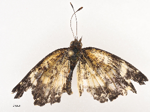  ( - CBG-A44391-A02)  @11 [ ] CreativeCommons - Attribution Share - Alike (2024) CBG Photography Group Centre for Biodiversity Genomics