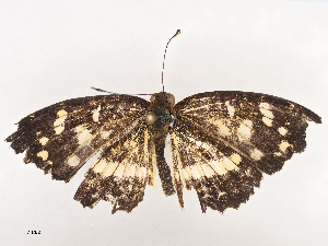  ( - CBG-A44391-A04)  @11 [ ] CreativeCommons - Attribution Share - Alike (2024) CBG Photography Group Centre for Biodiversity Genomics