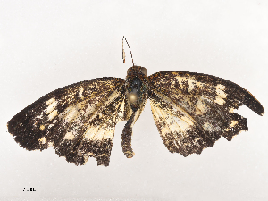  ( - CBG-A44391-A05)  @11 [ ] CreativeCommons - Attribution Share - Alike (2024) CBG Photography Group Centre for Biodiversity Genomics