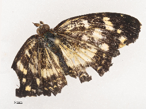  ( - CBG-A44391-A06)  @11 [ ] CreativeCommons - Attribution Share - Alike (2024) CBG Photography Group Centre for Biodiversity Genomics