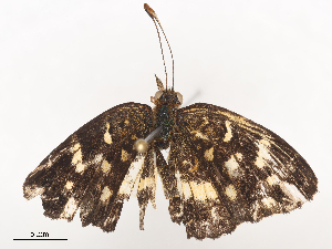  ( - CBG-A44391-B05)  @11 [ ] CreativeCommons - Attribution Share - Alike (2024) CBG Photography Group Centre for Biodiversity Genomics