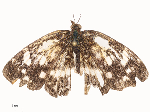  ( - CBG-A44391-B06)  @11 [ ] CreativeCommons - Attribution Share - Alike (2024) CBG Photography Group Centre for Biodiversity Genomics