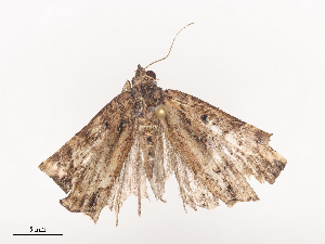  ( - CBG-A44391-B11)  @11 [ ] CreativeCommons - Attribution Share - Alike (2024) CBG Photography Group Centre for Biodiversity Genomics